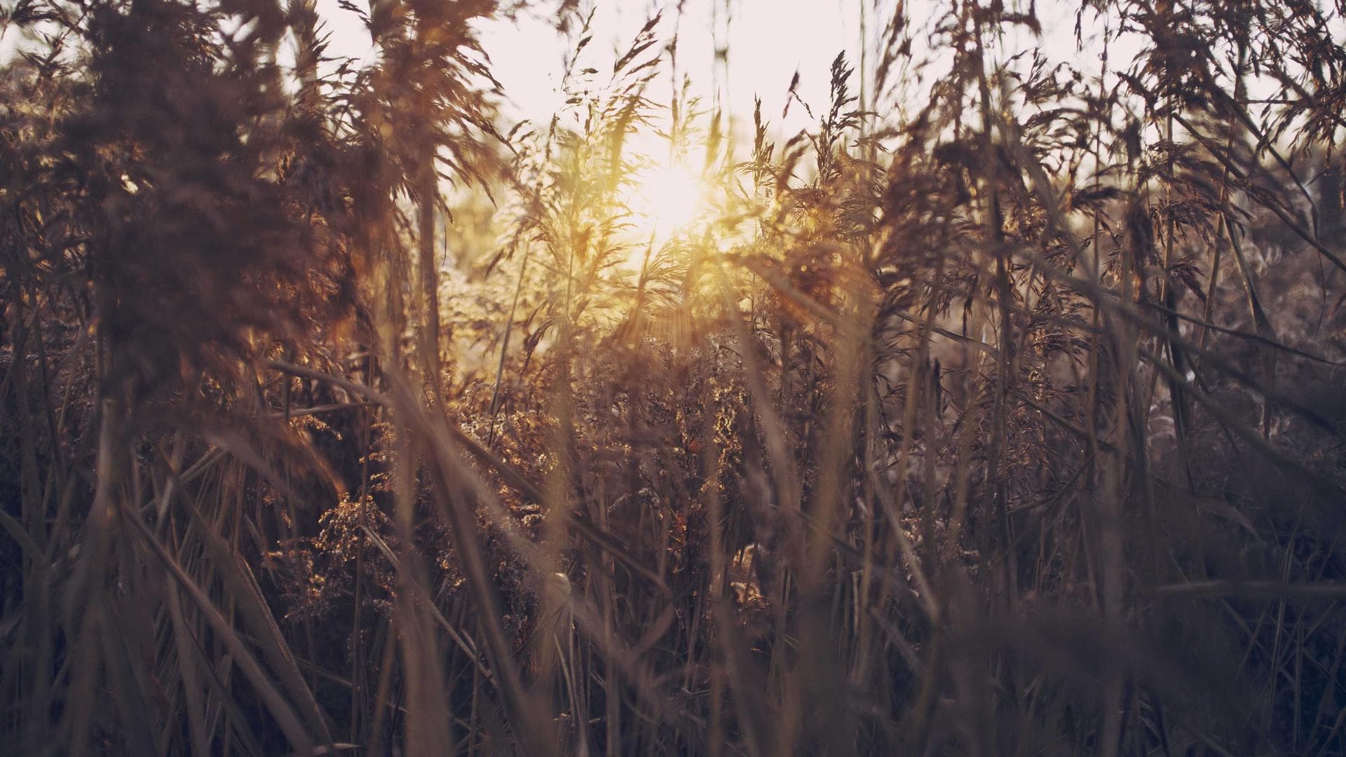 Revolusi Energi Terbarukan